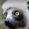 delemur's avatar